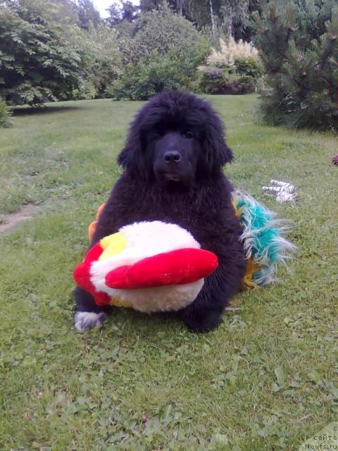 Фото: ньюфаундленд Plyushevaya Panda Pekinskiy Talisman (Плюшевая Панда Пекинский Талисман)