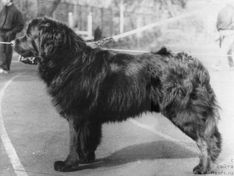 Фото: ньюфаундленд Slayt Borman (Слайт Борман)