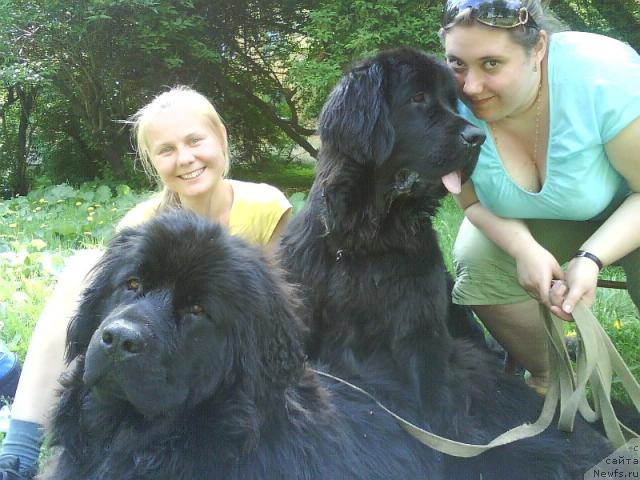 Фото: ньюфаундленд Amazonka YEmi CHardishik (Амазонка Эми Чардишик), ньюфаундленд Applikaciya Plyush CHardika (Аппликация Плюш Чардика), Anastasiya Loskutova (Анастасия Лоскутова)