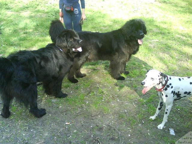 Фото: ньюфаундленд Amazonka YEmi CHardishik (Амазонка Эми Чардишик), ньюфаундленд Applikaciya Plyush CHardika (Аппликация Плюш Чардика)