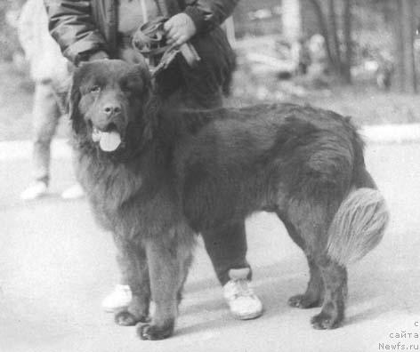 Фото: ньюфаундленд Ceron (Церон)