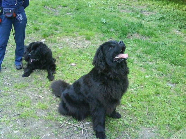 Фото: ньюфаундленд Amazonka YEmi CHardishik (Амазонка Эми Чардишик), ньюфаундленд Applikaciya Plyush CHardika (Аппликация Плюш Чардика), на переднем плане