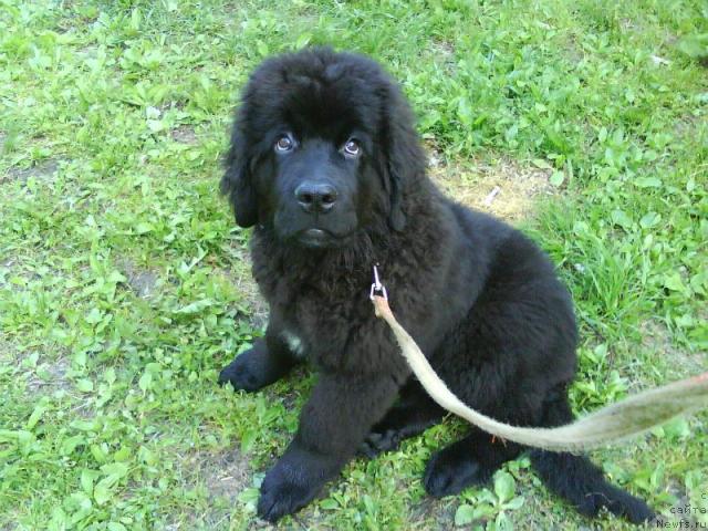 Фото: ньюфаундленд Applikaciya Plyush CHardika (Аппликация Плюш Чардика)