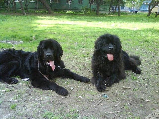 Фото: ньюфаундленд Amazonka YEmi CHardishik (Амазонка Эми Чардишик), ньюфаундленд Applikaciya Plyush CHardika (Аппликация Плюш Чардика)