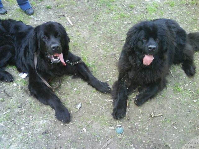 Фото: ньюфаундленд Amazonka YEmi CHardishik (Амазонка Эми Чардишик), ньюфаундленд Applikaciya Plyush CHardika (Аппликация Плюш Чардика)