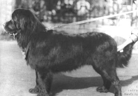 Фото: ньюфаундленд Pratt Dol Mir (Пратт Дол Мир)