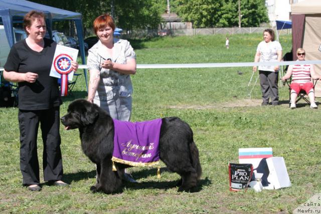 Фото: ньюфаундленд Akvanavt iz Tihogo Omuta (Акванавт из Тихого Омута), Tat'yana Abutova (Татьяна Абутова), Irene Donner