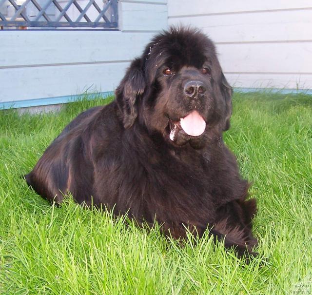 Фото: ньюфаундленд Vell Spirit Lillit (Велл Спирит Лилит)