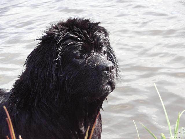 Фото: ньюфаундленд Arh B'yuti Ochen' Vajnaya Persona (Арх Бьюти Очень Важная Персона)