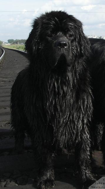 Фото: ньюфаундленд Arh B'yuti Ochen' Vajnaya Persona (Арх Бьюти Очень Важная Персона)