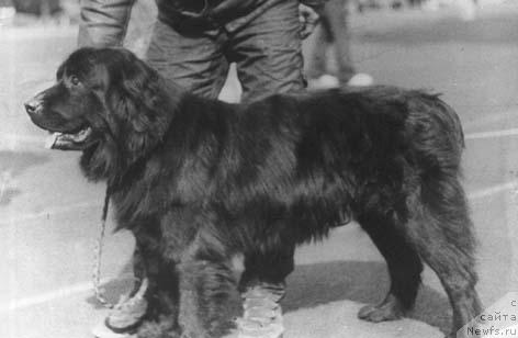 Фото: ньюфаундленд Ol'viya Car' Ol (Ольвия Царь Ол)