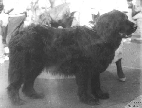 Фото: ньюфаундленд YUrsa YUnona (Юрса Юнона)