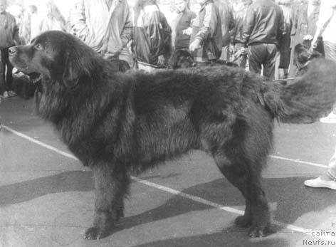 Фото: ньюфаундленд En Skinner Riyut Gay (Ен Скиннер Риют Гай)