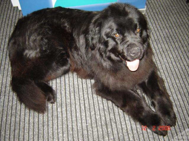 Фото: ньюфаундленд Ada Anastasia iz Doma Bolshoy Medvedici (Ада Анастасия из Дома Большой Медведицы)