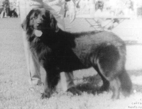 Фото: ньюфаундленд YElhen B'yutke Rokshel' (Элхен Бьютке Рокшель)