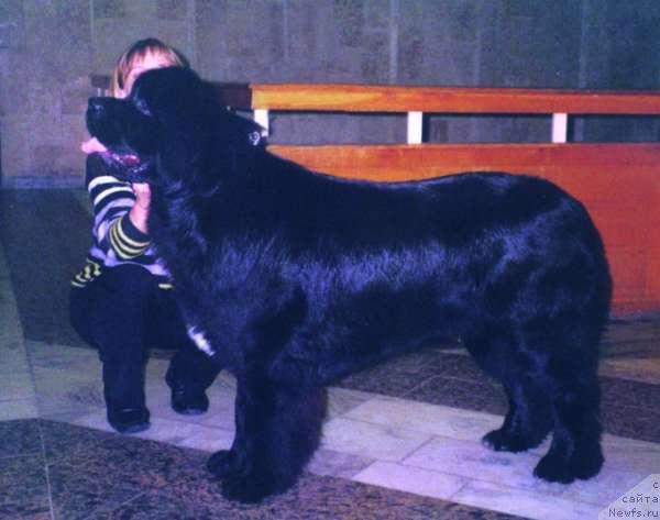 Фото: ньюфаундленд Hariton Parming von Schonbuhl