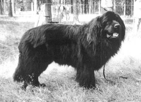 Фото: ньюфаундленд Korro Oksford (Корро Оксфорд)