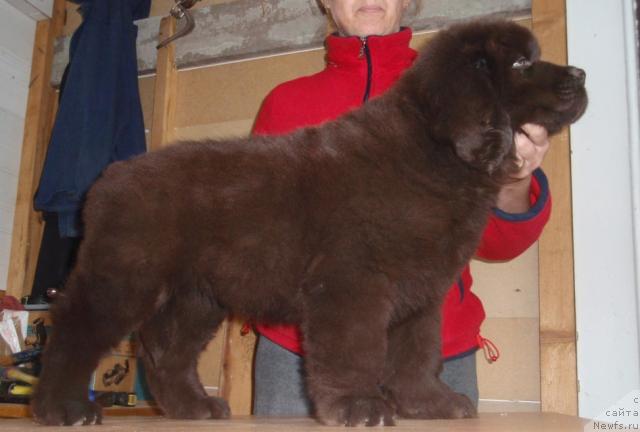 Фото: ньюфаундленд Aristokratichnaya SHtuchka dlya N'yufort (Аристократичная Штучка для Ньюфорт)