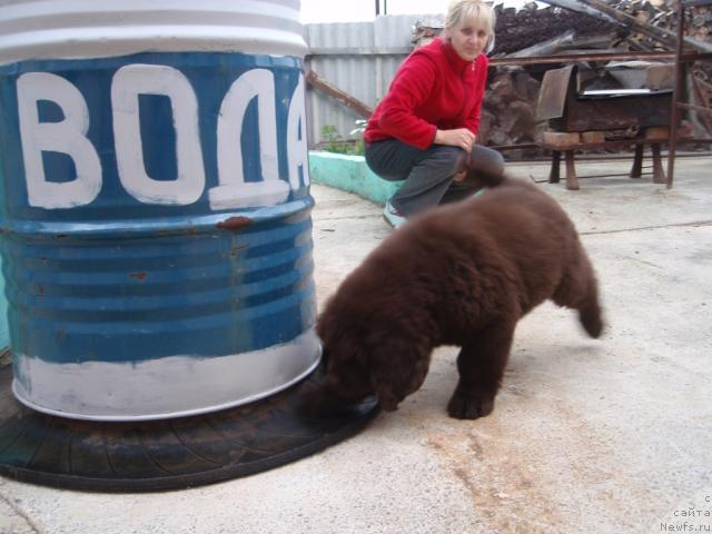 Фото: ньюфаундленд Aristokratichnaya SHtuchka dlya N'yufort (Аристократичная Штучка для Ньюфорт)