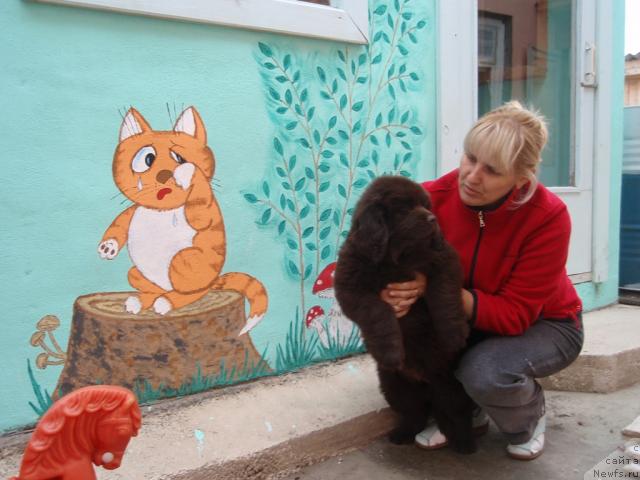 Фото: ньюфаундленд Aristokratichnaya SHtuchka dlya N'yufort (Аристократичная Штучка для Ньюфорт)