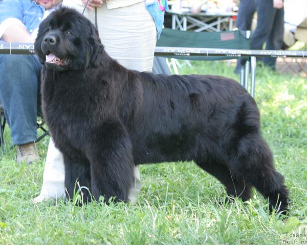 Фото: ньюфаундленд Kingova Doch s Berega Dona (Кингова Дочь с Берега Дона)