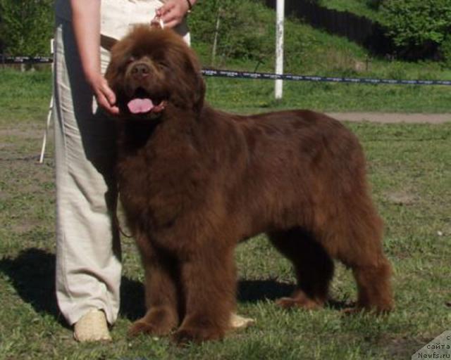 Фото: ньюфаундленд Joka Ona s Berega Dona (Ёка Она с Берега Дона)