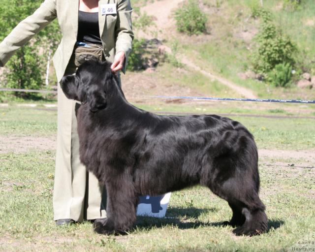 Фото: ньюфаундленд Ocharovatelnaya Lady ot Sibirskogo Medvedja (Очаровательна Леди от Сибирского Медведя)