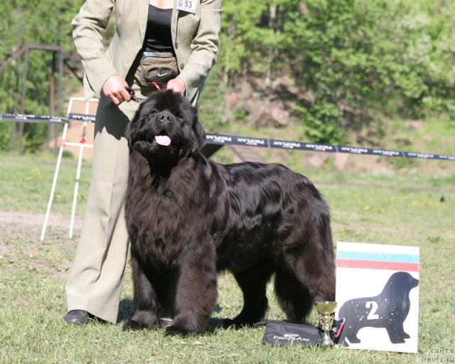 Фото: ньюфаундленд Potap Felicia (Потап Фелиция)