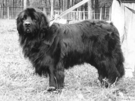 Фото: ньюфаундленд YUstaner Ziko (Юстанер Зико)