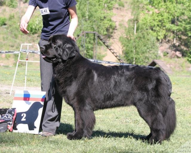 Фото: ньюфаундленд Arh B'yuti Oksi Svet (Арх Бьюти Окси Свет)
