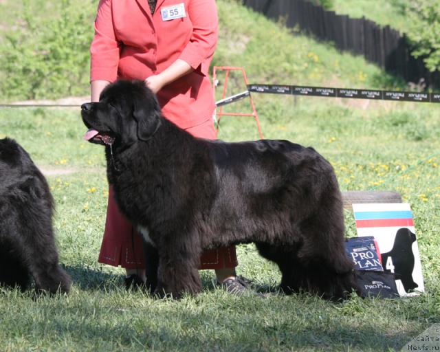 Фото: ньюфаундленд Sent Djons Nirvana (Сент Джонс Нирвана)