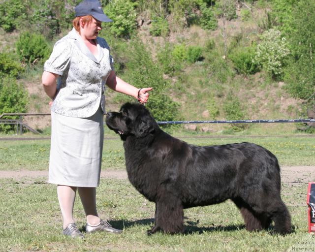 Фото: ньюфаундленд Vell Spirit Lillit (Велл Спирит Лилит)