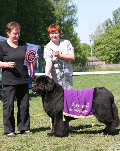 Фото: ньюфаундленд Akvanavt iz Tihogo Omuta (Акванавт из Тихого Омута)