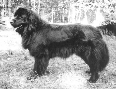 Фото: ньюфаундленд Medoks Nuara (Медокс Нуара)