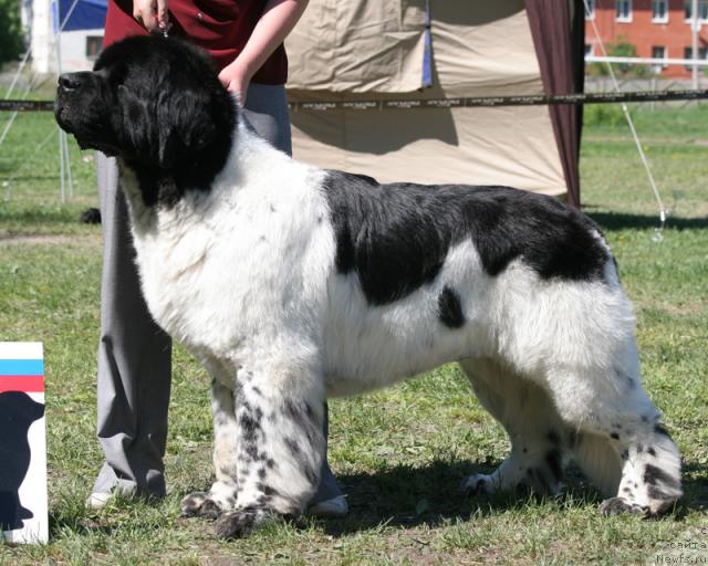 Фото: ньюфаундленд Super Bizon Argo (Супер Бизон Арго)