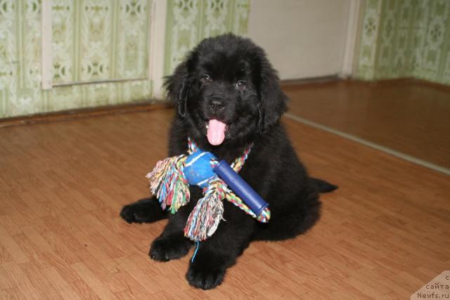 Фото: ньюфаундленд Ming SHu iz Arkaima (Минг Шу из Аркаима)