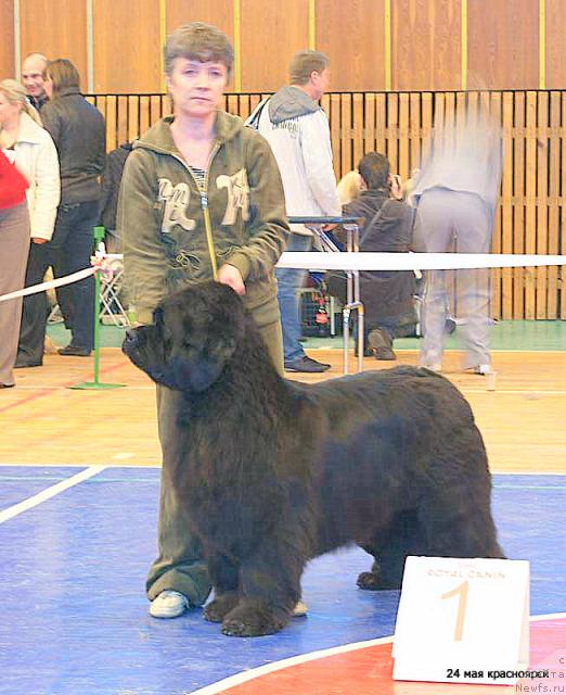 Фото: ньюфаундленд Yunspotid Hay iz Medvejyego Yara (Юнспотид Хай Из Медвежьего Яра), Elena Kropotova (Елена Кропотова)