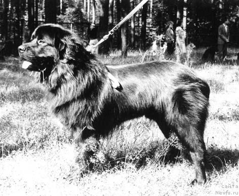 Фото: ньюфаундленд Urzo Vigrand (Урзо Вигранд)