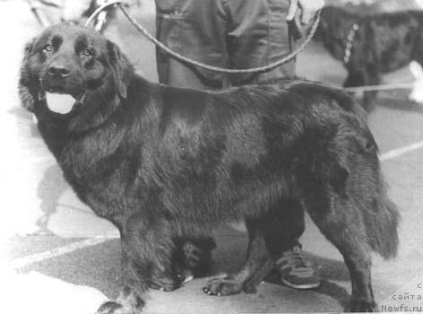 Фото: ньюфаундленд Unika YAn (Уника Ян)