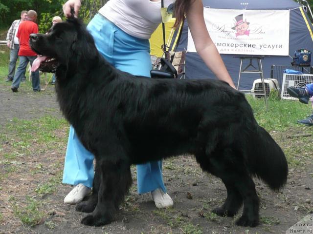 Фото: ньюфаундленд Ryicar' Blagorodnyiy ot Marleon Dusvik (Рыцарь Благородный от Марлеон Дусвик)