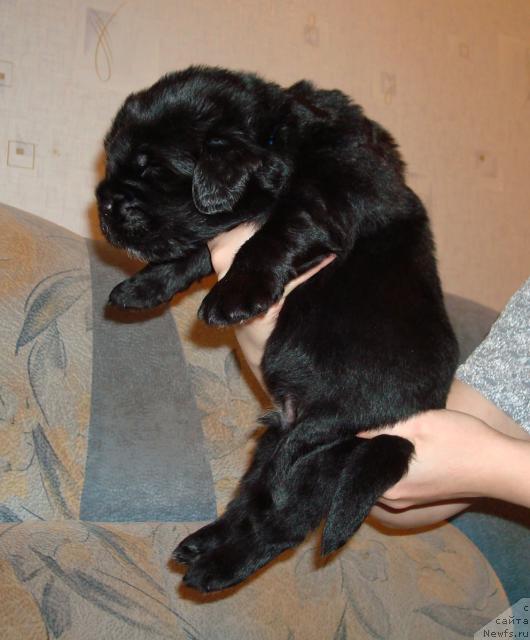 Фото: ньюфаундленд Mag Ispolin Lavr (Маг Исполин Лавр)