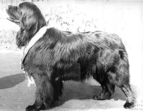 Фото: ньюфаундленд Bayana (Баяна)