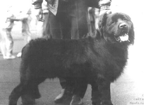 Фото: ньюфаундленд Rinat Villar (Ринат Виллар)