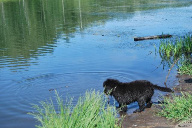 Фото: ньюфаундленд Formula Lyubvi ot Sibirskogo Medvedya (Формула Любви от Сибирского Медведя)