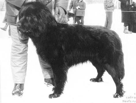 Фото: ньюфаундленд Ul'f Paj of Layf Seyver (Ульф Паж оф Лайф Сейвер)