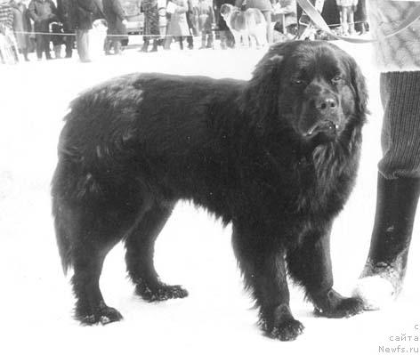 Фото: ньюфаундленд Radj Janess (Радж Жанесс)