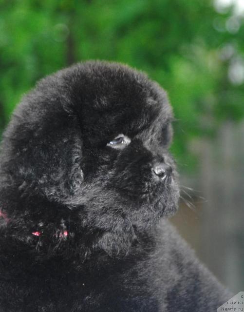 Фото: ньюфаундленд Sent Djons Sofia Dlia Kara Deniz (Сент Джонс София для Кара Дениз)