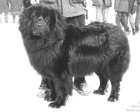 Фото: ньюфаундленд Santa Gonor (Санта Гонор)