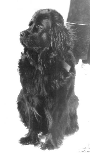 Фото: ньюфаундленд Pallada Him YEss (Паллада Хим Эсс)