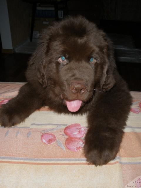 Фото: ньюфаундленд Lesnaja Skazka Korolevskiy Medved (Лесная Сказка Королевский Медведь)
